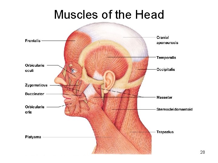 Muscles of the Head 28 