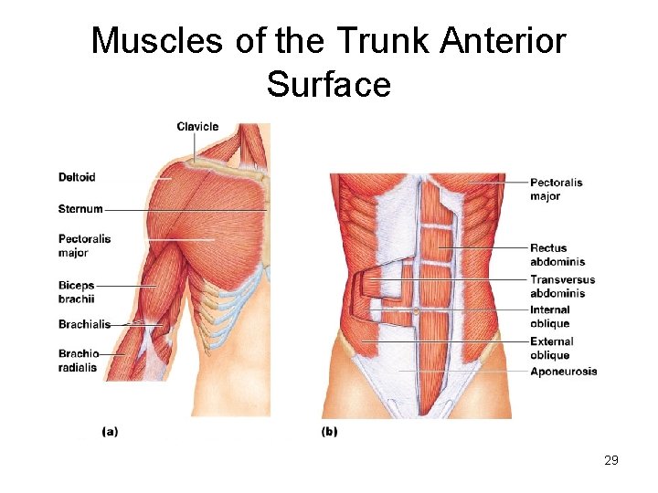 Muscles of the Trunk Anterior Surface 29 