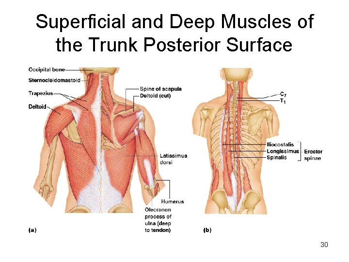 Superficial and Deep Muscles of the Trunk Posterior Surface 30 