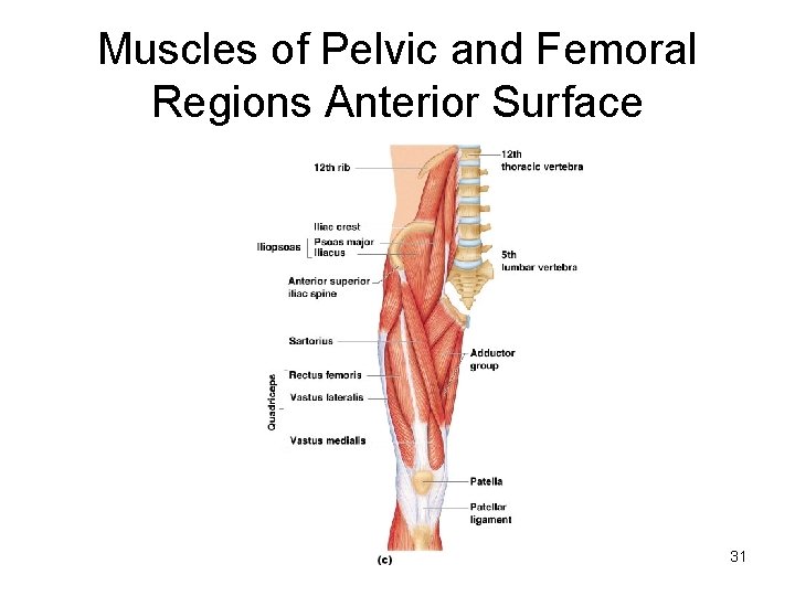 Muscles of Pelvic and Femoral Regions Anterior Surface 31 