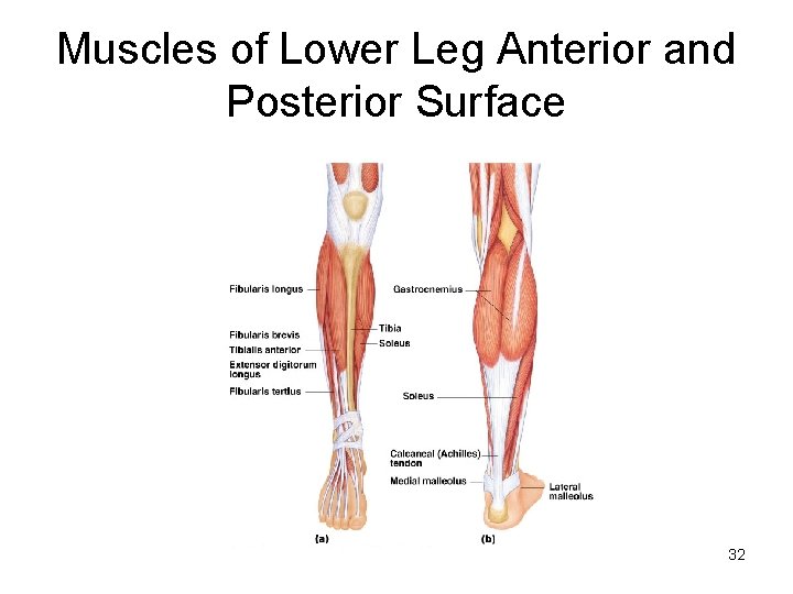 Muscles of Lower Leg Anterior and Posterior Surface 32 