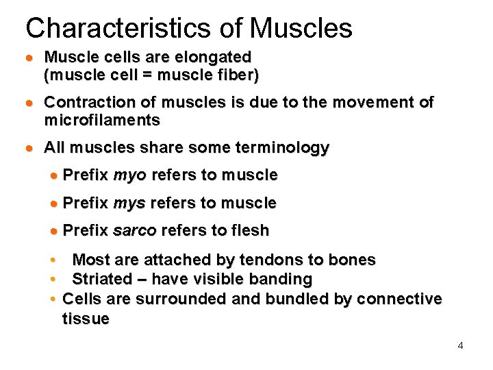 Characteristics of Muscles · Muscle cells are elongated (muscle cell = muscle fiber) ·