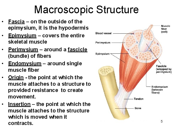 Macroscopic Structure • Fascia – on the outside of the epimysium, it is the