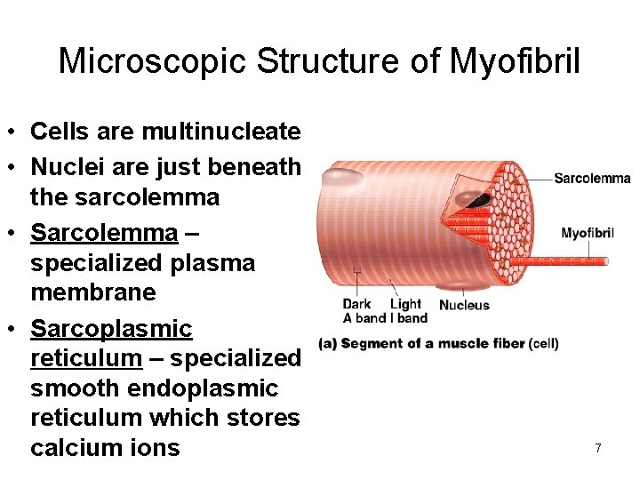 Microscopic Structure of Myofibril • Cells are multinucleate • Nuclei are just beneath the