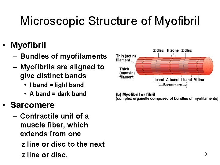 Microscopic Structure of Myofibril • Myofibril – Bundles of myofilaments – Myofibrils are aligned
