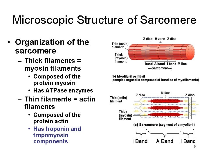 Microscopic Structure of Sarcomere • Organization of the sarcomere – Thick filaments = myosin