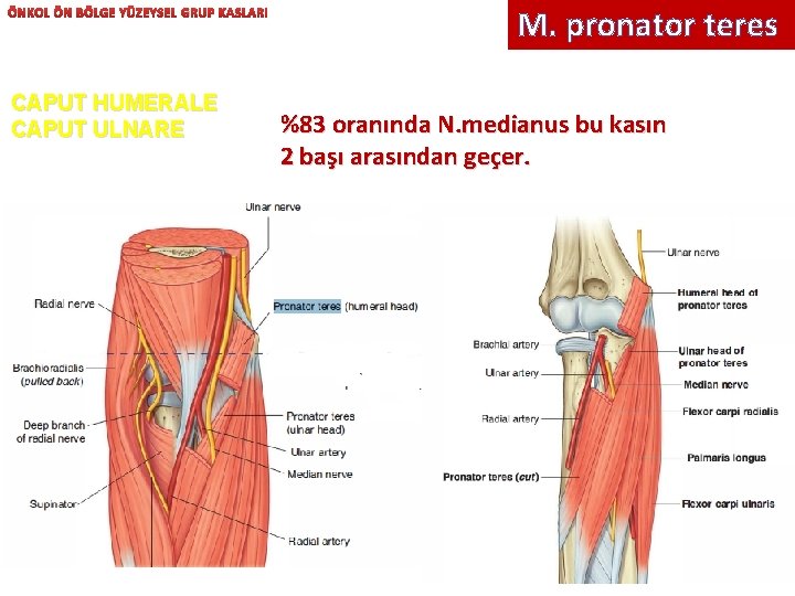 ÖNKOL ÖN BÖLGE YÜZEYSEL GRUP KASLARI CAPUT HUMERALE CAPUT ULNARE M. pronator teres %83