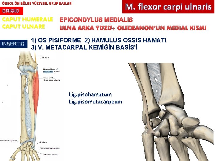 ÖNKOL ÖN BÖLGE YÜZEYSEL GRUP KASLARI ORIGIO CAPUT HUMERALE CAPUT ULNARE INSERTIO M. flexor