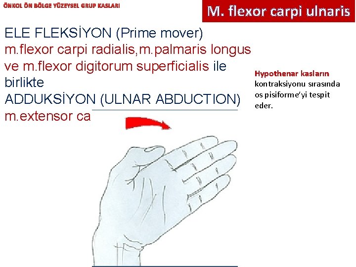 ÖNKOL ÖN BÖLGE YÜZEYSEL GRUP KASLARI M. flexor carpi ulnaris ELE FLEKSİYON (Prime mover)