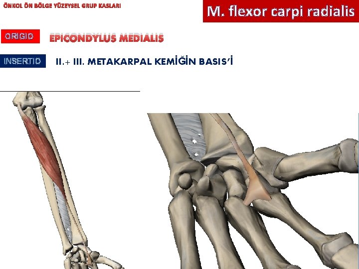 ÖNKOL ÖN BÖLGE YÜZEYSEL GRUP KASLARI ORIGIO INSERTIO M. flexor carpi radialis EPICONDYLUS MEDIALIS