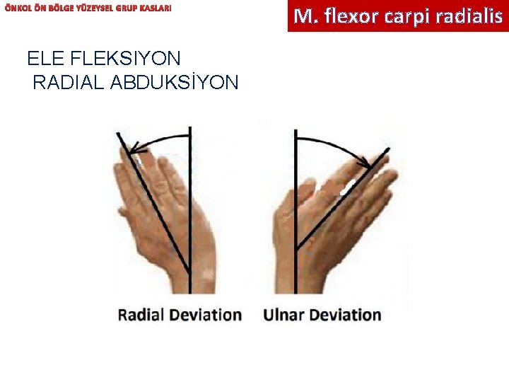 ÖNKOL ÖN BÖLGE YÜZEYSEL GRUP KASLARI ELE FLEKSIYON RADIAL ABDUKSİYON M. flexor carpi radialis