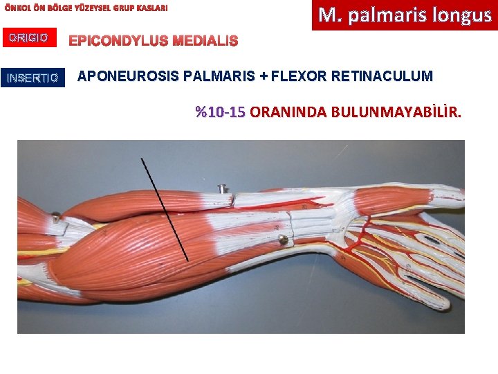 M. palmaris longus ÖNKOL ÖN BÖLGE YÜZEYSEL GRUP KASLARI ORIGIO INSERTIO EPICONDYLUS MEDIALIS APONEUROSIS