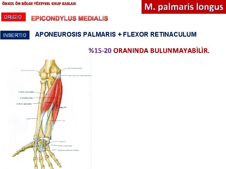 M. palmaris longus ÖNKOL ÖN BÖLGE YÜZEYSEL GRUP KASLARI ORIGIO INSERTIO EPICONDYLUS MEDIALIS APONEUROSIS