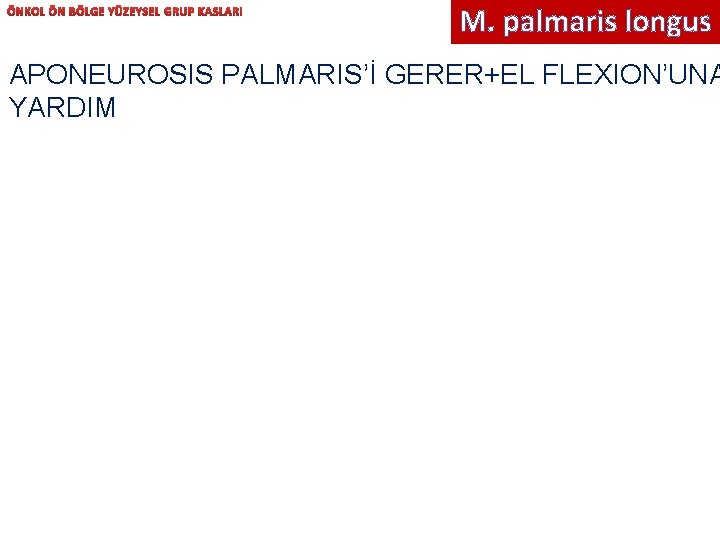 ÖNKOL ÖN BÖLGE YÜZEYSEL GRUP KASLARI M. palmaris longus APONEUROSIS PALMARIS’İ GERER+EL FLEXION’UNA YARDIM