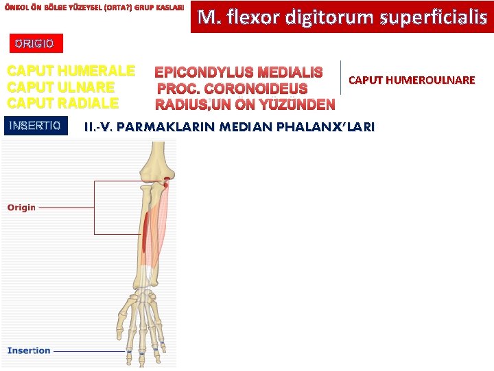 ÖNKOL ÖN BÖLGE YÜZEYSEL (ORTA? ) GRUP KASLARI M. flexor digitorum superficialis ORIGIO CAPUT