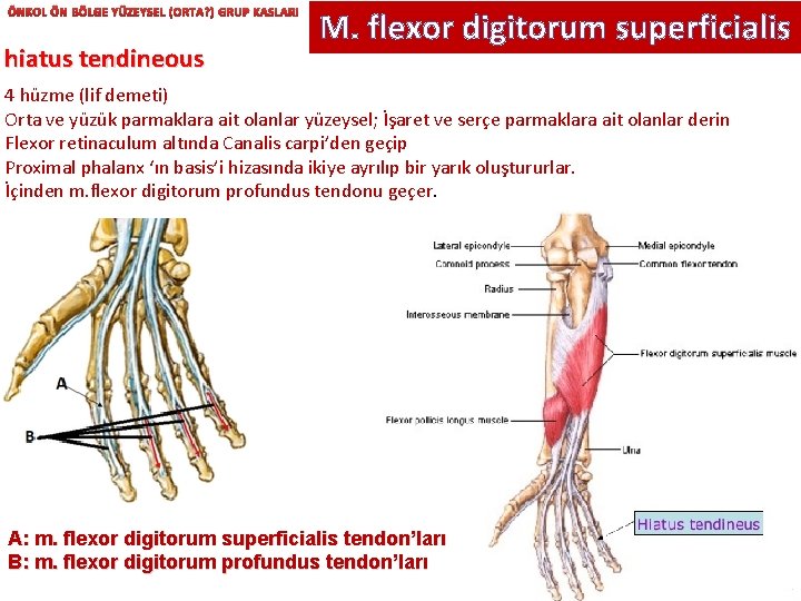 ÖNKOL ÖN BÖLGE YÜZEYSEL (ORTA? ) GRUP KASLARI hiatus tendineous M. flexor digitorum superficialis