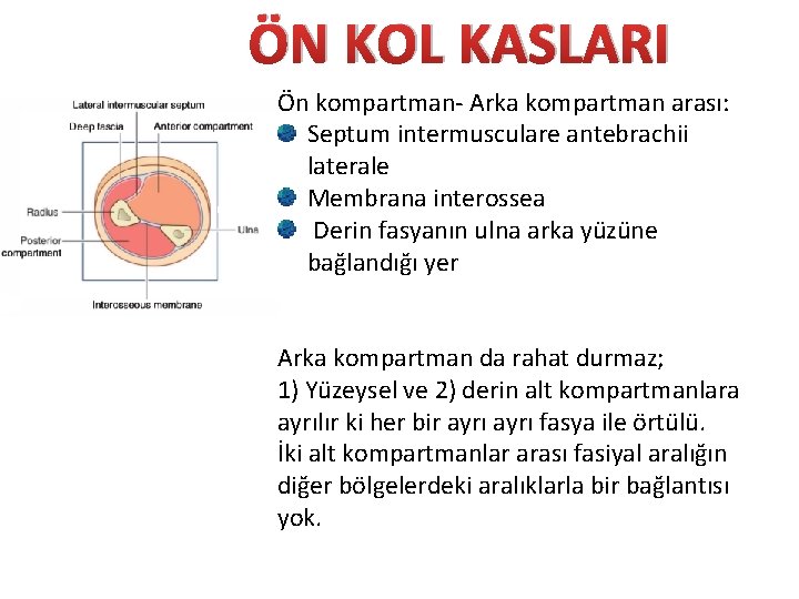ÖN KOL KASLARI Ön kompartman- Arka kompartman arası: Septum intermusculare antebrachii laterale Membrana interossea