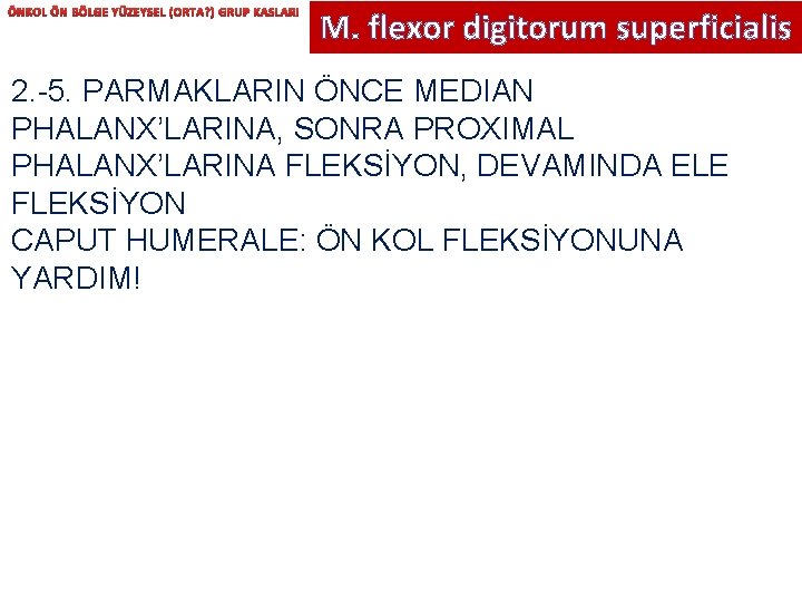 ÖNKOL ÖN BÖLGE YÜZEYSEL (ORTA? ) GRUP KASLARI M. flexor digitorum superficialis 2. -5.