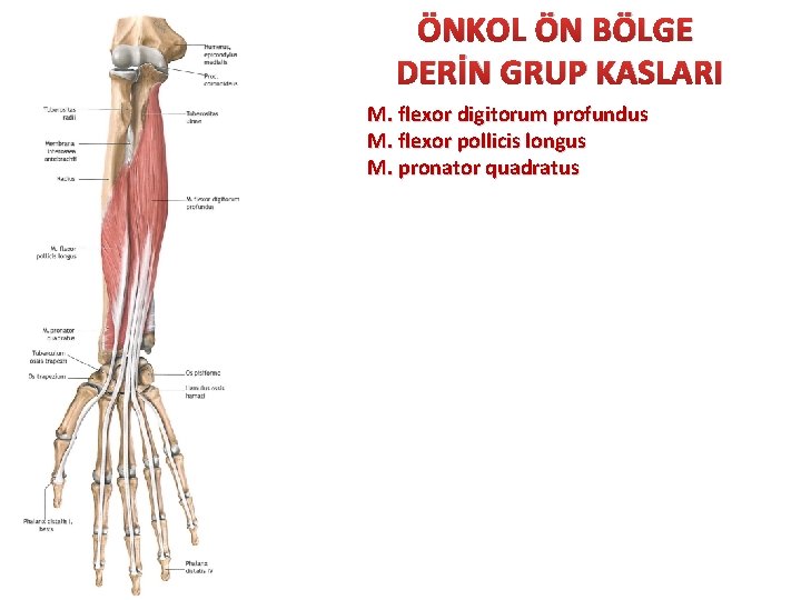 ÖNKOL ÖN BÖLGE DERİN GRUP KASLARI M. flexor digitorum profundus M. flexor pollicis longus