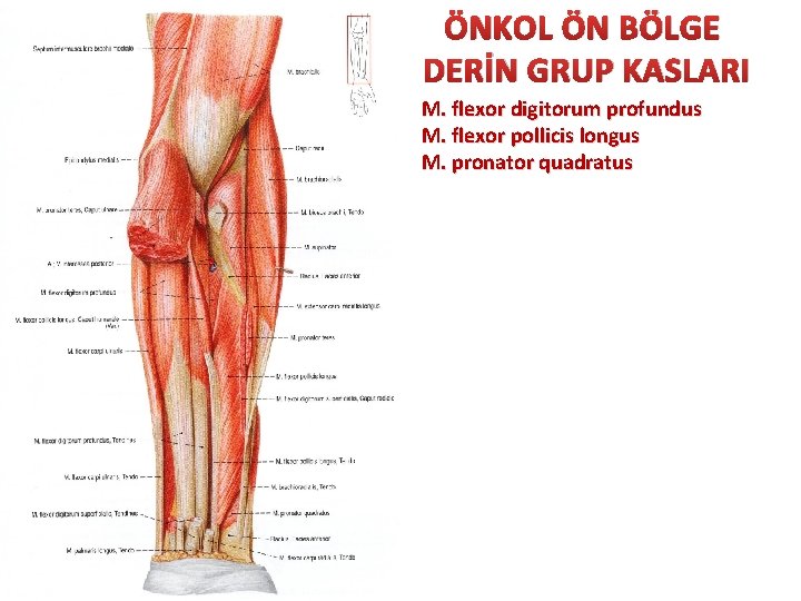 ÖNKOL ÖN BÖLGE DERİN GRUP KASLARI M. flexor digitorum profundus M. flexor pollicis longus