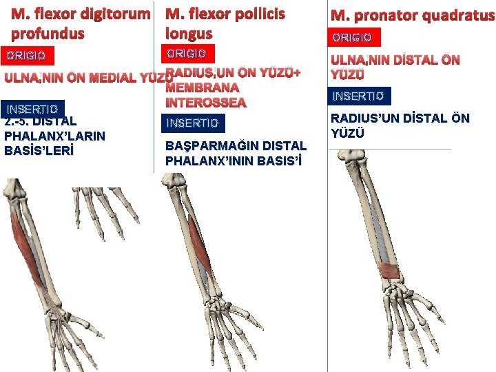 M. flexor digitorum M. flexor pollicis longus profundus ORIGIO RADIUS’UN ÖN YÜZÜ+ ULNA’NIN ÖN