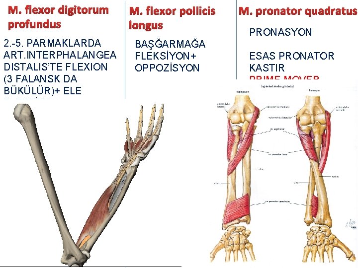 M. flexor digitorum profundus M. flexor pollicis longus 2. -5. PARMAKLARDA ART. INTERPHALANGEA DISTALIS’TE