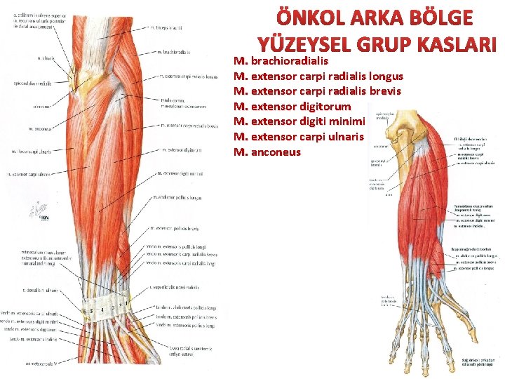 ÖNKOL ARKA BÖLGE YÜZEYSEL GRUP KASLARI M. brachioradialis M. extensor carpi radialis longus M.