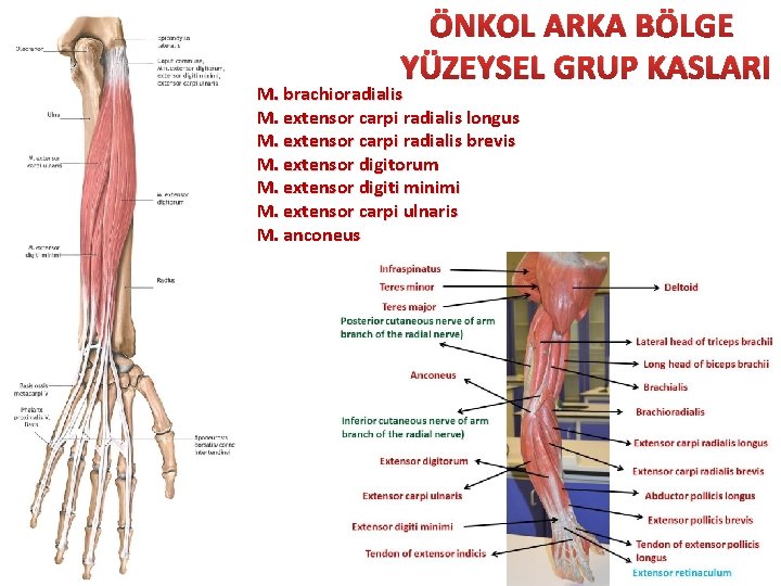 ÖNKOL ARKA BÖLGE YÜZEYSEL GRUP KASLARI M. brachioradialis M. extensor carpi radialis longus M.