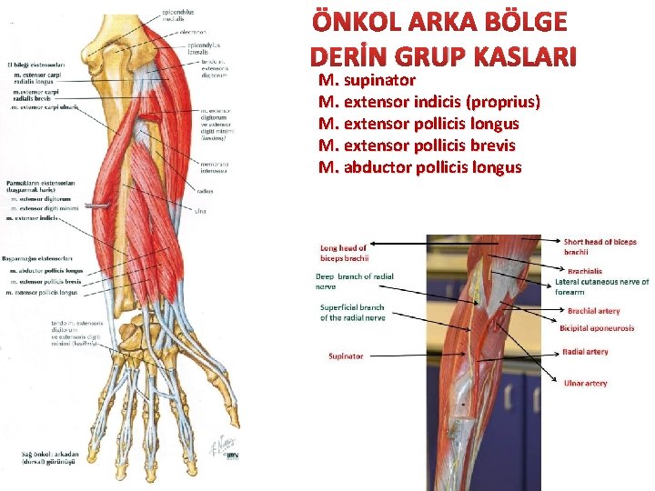 ÖNKOL ARKA BÖLGE DERİN GRUP KASLARI M. supinator M. extensor indicis (proprius) M. extensor
