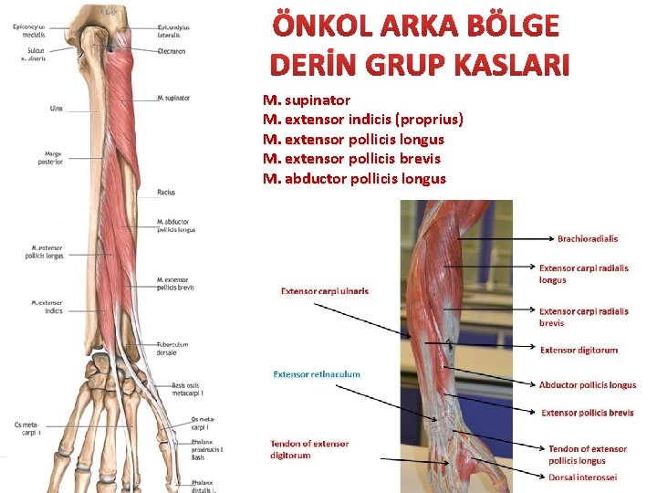 ÖNKOL ARKA BÖLGE DERİN GRUP KASLARI M. supinator M. extensor indicis (proprius) M. extensor