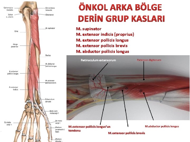 ÖNKOL ARKA BÖLGE DERİN GRUP KASLARI M. supinator M. extensor indicis (proprius) M. extensor