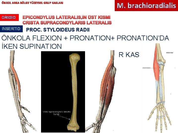 ÖNKOL ARKA BÖLGE YÜZEYSEL GRUP KASLARI ORIGIO INSERTIO M. brachioradialis EPICONDYLUS LATERALIS’İN ÜST KISMI