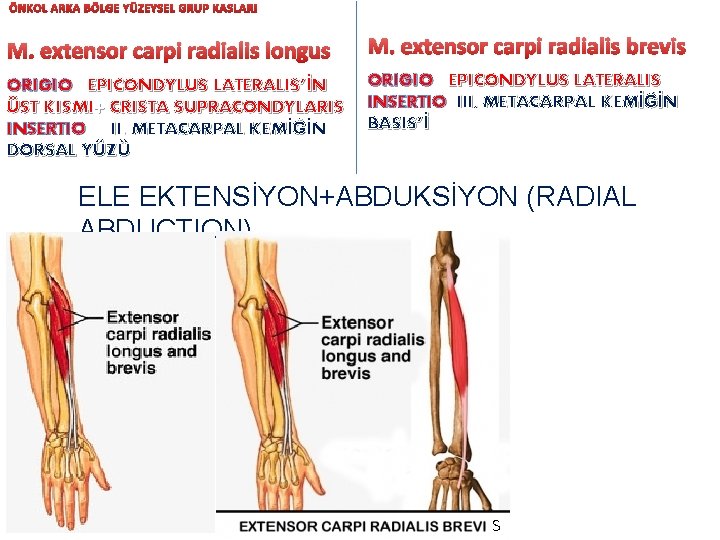 ÖNKOL ARKA BÖLGE YÜZEYSEL GRUP KASLARI M. extensor carpi radialis longus M. extensor carpi