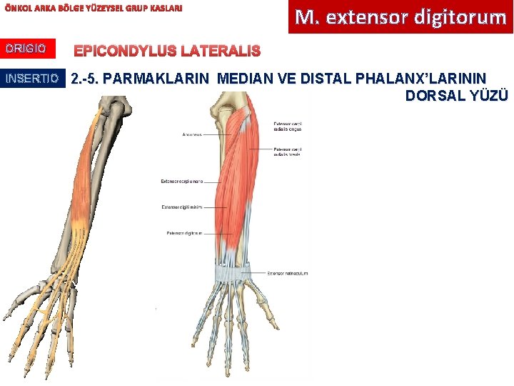 ÖNKOL ARKA BÖLGE YÜZEYSEL GRUP KASLARI ORIGIO INSERTIO M. extensor digitorum EPICONDYLUS LATERALIS 2.
