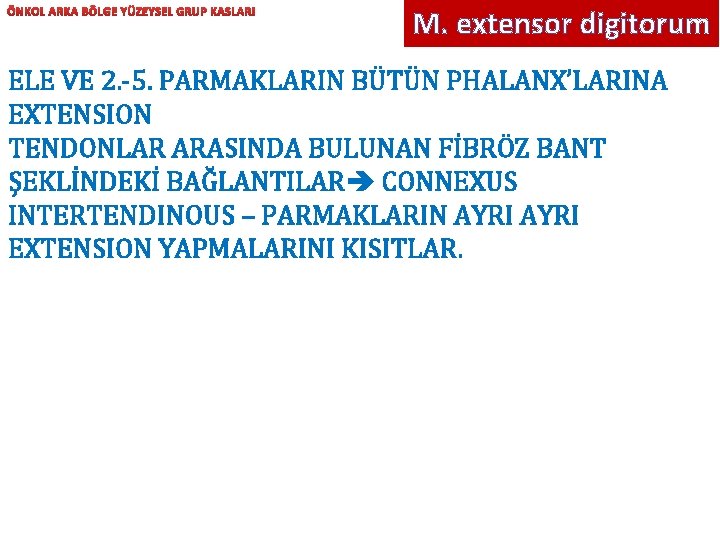 ÖNKOL ARKA BÖLGE YÜZEYSEL GRUP KASLARI M. extensor digitorum ELE VE 2. -5. PARMAKLARIN