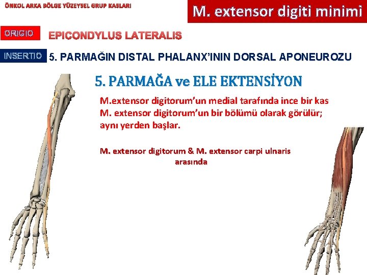 ÖNKOL ARKA BÖLGE YÜZEYSEL GRUP KASLARI M. extensor digiti minimi ORIGIO EPICONDYLUS LATERALIS INSERTIO