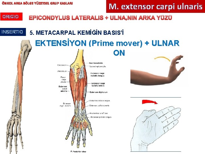 ÖNKOL ARKA BÖLGE YÜZEYSEL GRUP KASLARI M. extensor carpi ulnaris ORIGIO EPICONDYLUS LATERALIS +
