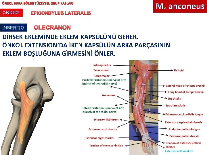 ÖNKOL ARKA BÖLGE YÜZEYSEL GRUP KASLARI ORIGIO INSERTIO EPICONDYLUS LATERALIS M. anconeus OLECRANON DİRSEK