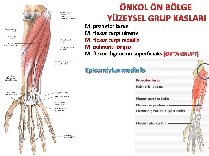 ÖNKOL ÖN BÖLGE YÜZEYSEL GRUP KASLARI M. pronator teres M. flexor carpi ulnaris M.