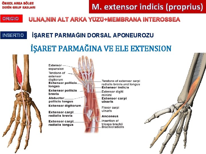 ÖNKOL ARKA BÖLGE DERİN GRUP KASLARI ORIGIO INSERTIO M. extensor indicis (proprius) ULNA’NIN ALT
