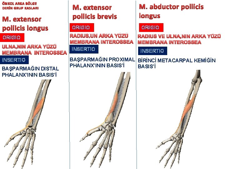 ÖNKOL ARKA BÖLGE DERİN GRUP KASLARI M. extensor pollicis longus ORIGIO M. extensor pollicis