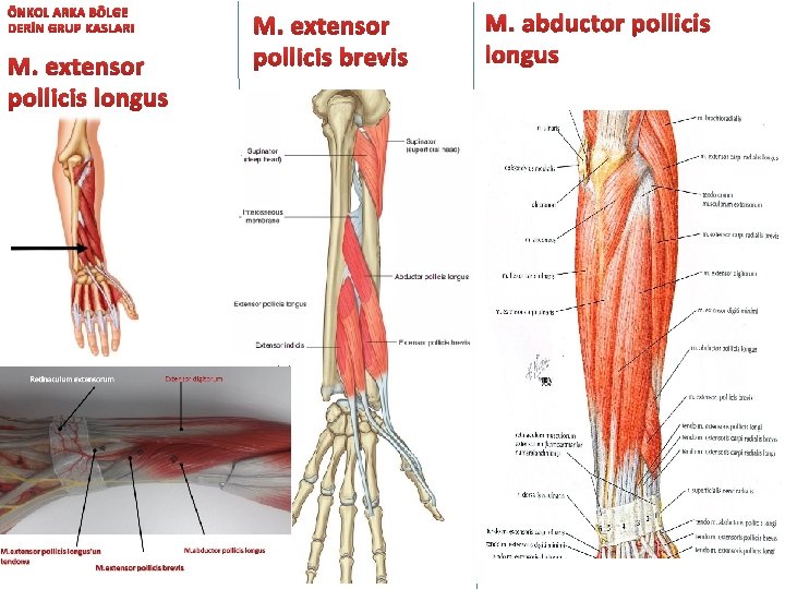 ÖNKOL ARKA BÖLGE DERİN GRUP KASLARI M. extensor pollicis longus M. extensor pollicis brevis