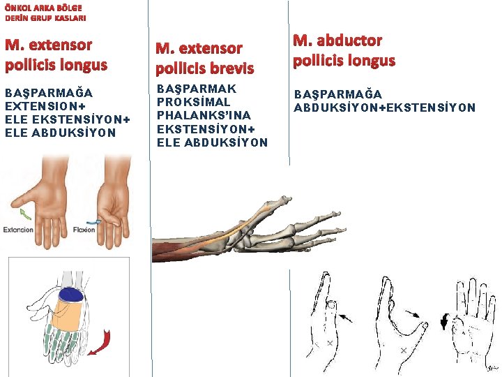 ÖNKOL ARKA BÖLGE DERİN GRUP KASLARI M. extensor pollicis longus M. extensor pollicis brevis