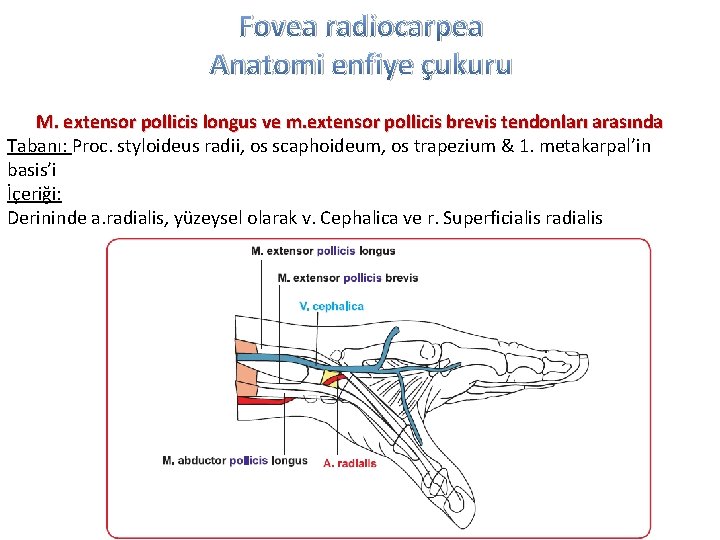 Fovea radiocarpea Anatomi enfiye çukuru M. extensor pollicis longus ve m. extensor pollicis brevis