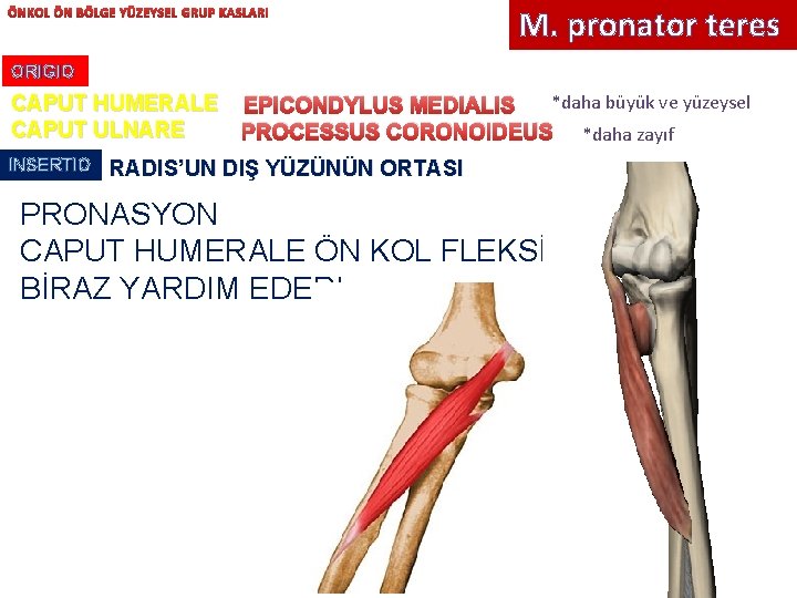 ÖNKOL ÖN BÖLGE YÜZEYSEL GRUP KASLARI M. pronator teres ORIGIO CAPUT HUMERALE CAPUT ULNARE