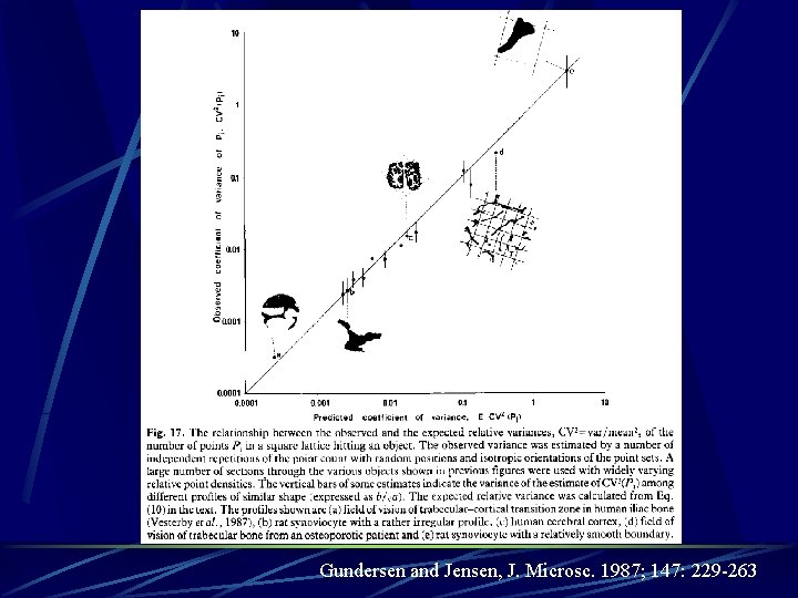 Gundersen and Jensen, J. Microsc. 1987; 147: 229 -263 