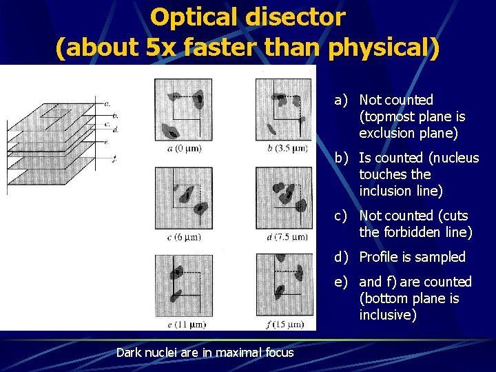 Optical disector (about 5 x faster than physical) a) Not counted (topmost plane is