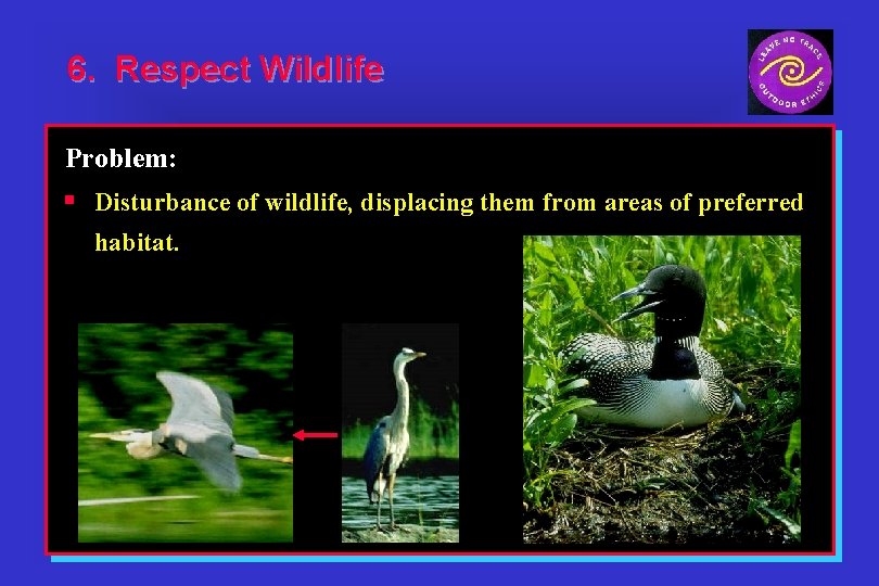 6. Respect Wildlife Problem: § Disturbance of wildlife, displacing them from areas of preferred