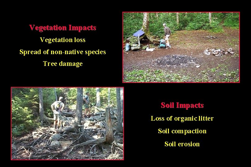 Vegetation Impacts Vegetation loss Spread of non-native species Tree damage Soil Impacts Loss of