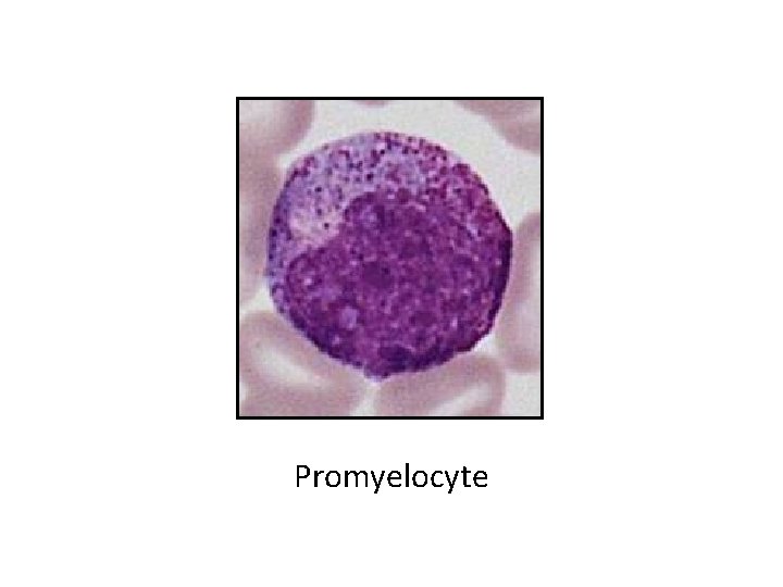 Promyelocyte 